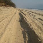 4WD tracks on turtle nesting habitat.  Hatchlings would be unable to negotiate these ruts