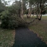 Tree that has fallen in some minor weather event because it become top heavy with all the understory and lower limbs removed