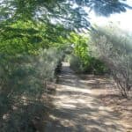 Longreach Botanical Walkway beside Barkley Highway.  Maintained by Longreach Shire Council.  CPTED compliant.  