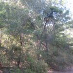 Typical Fairweather Trail vegetation - before