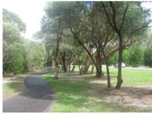 Cleared section of Fairweather trail.  Note the trees that are now on the lean because the wind can now get into the upper story.