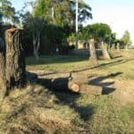 Iconic Bribie Pines removed to make way for Woorim roundabou
