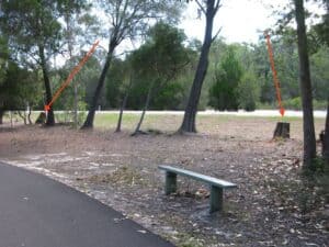 Same section of Fairweather Trail today showing two trees that have recently been removed because they developed a lean as a result of the removal of underbrush that allowed strong winds to get into the trees' upper story