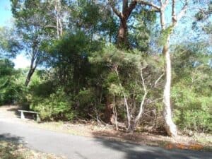 Section of Fairweather Trail in January 2009